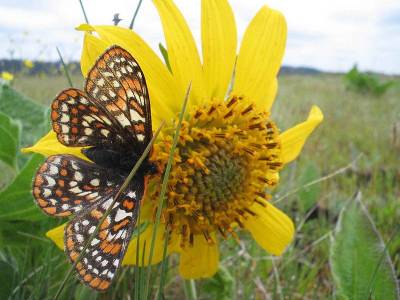 b2ap3_thumbnail_800px-Taylor_checkerspot_butterfly_on_yellowish_flower_euphydryas_editha_taylori.jpg