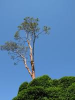 arbutus