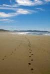 tofino beach tofino beach